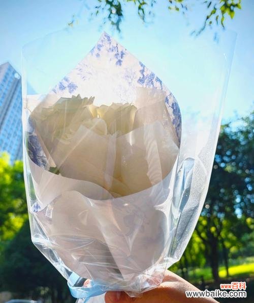 白玫瑰发的作品表达了什么情感？