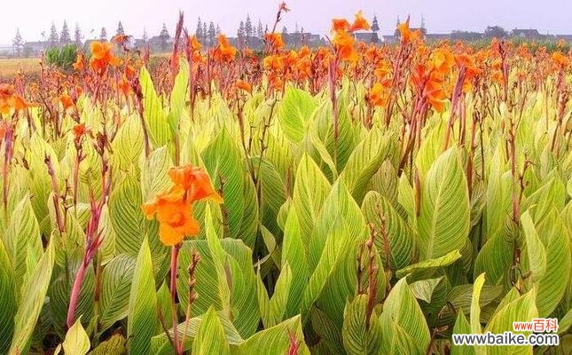 美人蕉花语有哪些?美人蕉在不同场合中象征着什么?