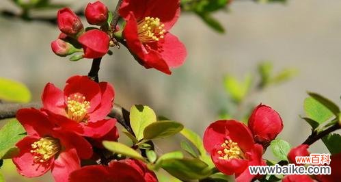 娇艳欲滴，含蓄不言——探究海棠花之美 海棠花的传说与花语