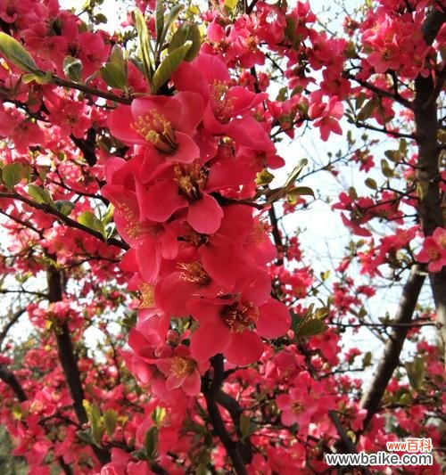 娇艳欲滴，含蓄不言——探究海棠花之美 海棠花的传说与花语