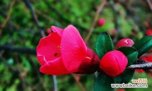 娇艳欲滴，含蓄不言——探究海棠花之美 海棠花的传说与花语