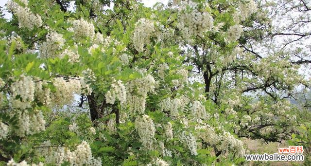 槐花传递的情感与心愿 槐花的花语意义