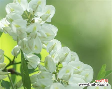 槐花传递的情感与心愿 槐花的花语意义