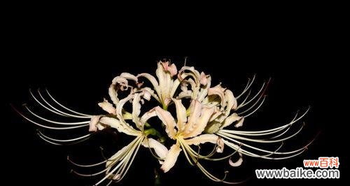 探寻黑色彼岸花背后的意义与象征 黑色彼岸花花语