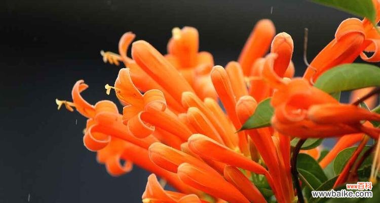 传递喜庆和祝福的花朵，了解它的象征意义 炮仗花花语解密