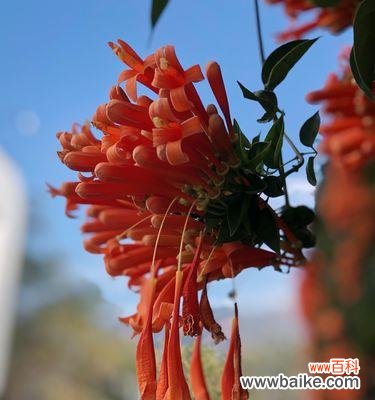 传递喜庆和祝福的花朵，了解它的象征意义 炮仗花花语解密