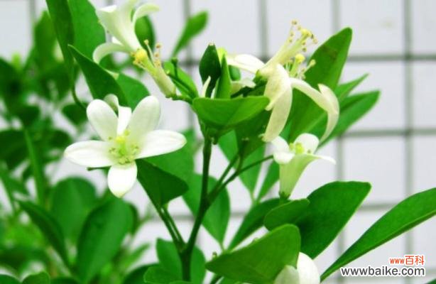 花开花落，情感绵延——探寻九里香的花语意义 九里香花语——传递爱与真诚的花语