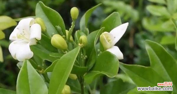 花开花落，情感绵延——探寻九里香的花语意义 九里香花语——传递爱与真诚的花语