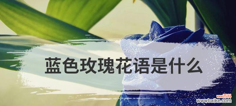 探究冰蓝色玫瑰的神秘面纱与情感寓意 解读冰蓝色玫瑰的花语