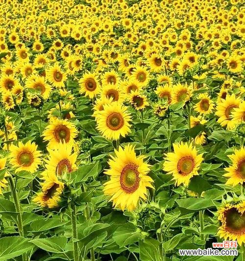 揭秘太阳花的丰富内涵，探究其背后的深刻含义 太阳花的花语