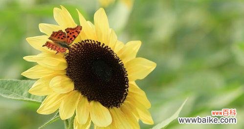 揭秘太阳花的丰富内涵，探究其背后的深刻含义 太阳花的花语