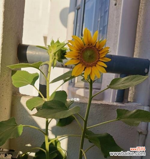 揭秘太阳花的丰富内涵，探究其背后的深刻含义 太阳花的花语