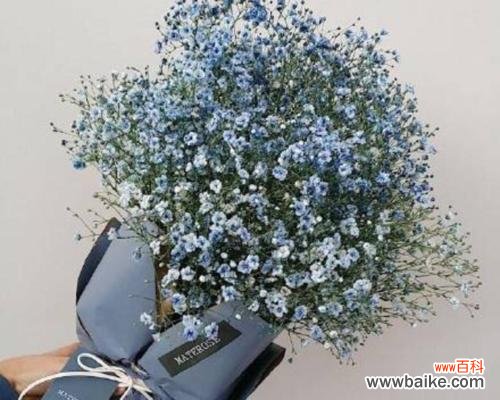 自由、纯洁、美丽、清新 白色满天星花语与寓意