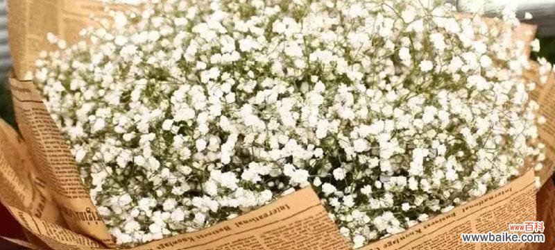 自由、纯洁、美丽、清新 白色满天星花语与寓意