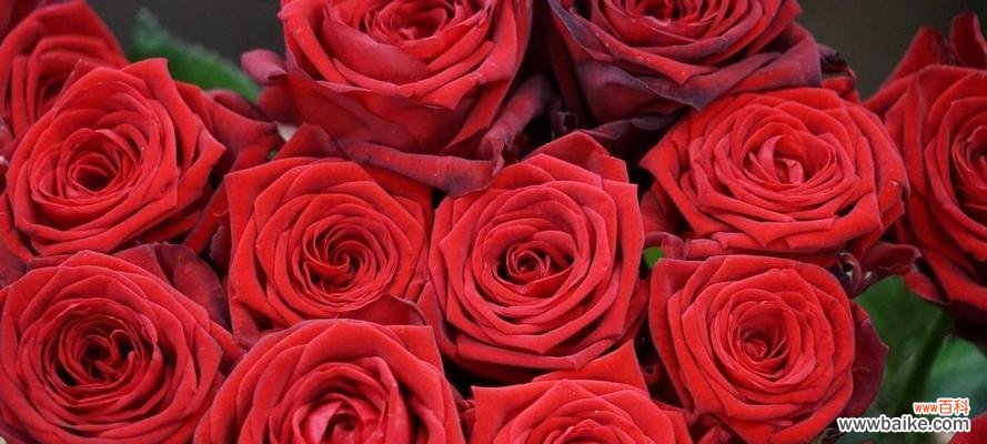探秘玫瑰花十一朵的花语和寓意 玫瑰花十一朵的象征意义