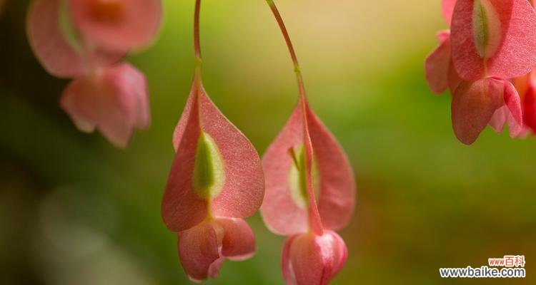 以花为媒 银星海棠花语