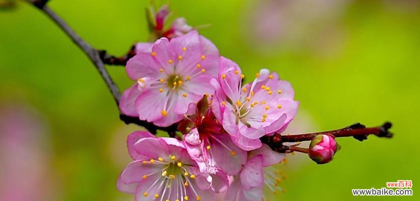 探秘樱桃花花语 樱桃花的花语与相关信息