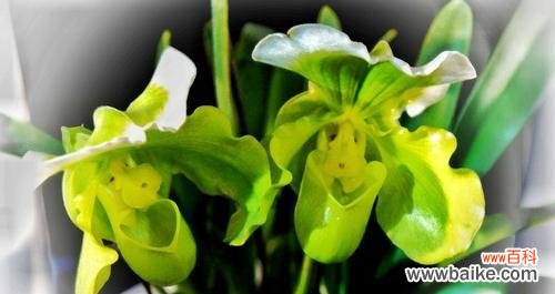 探寻兰花的神秘与美丽 兰花的花语与含义