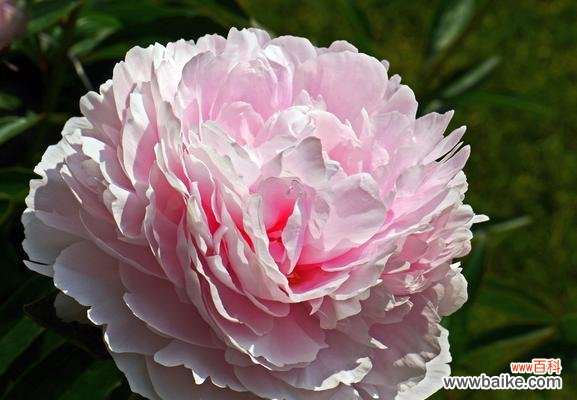 揭开狼与花之间意想不到的联系 狼与花之间的和谐共生