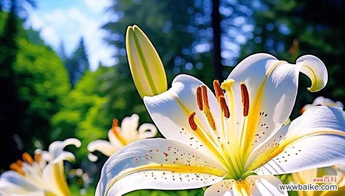 送一朵百合花代表的含义是什么？