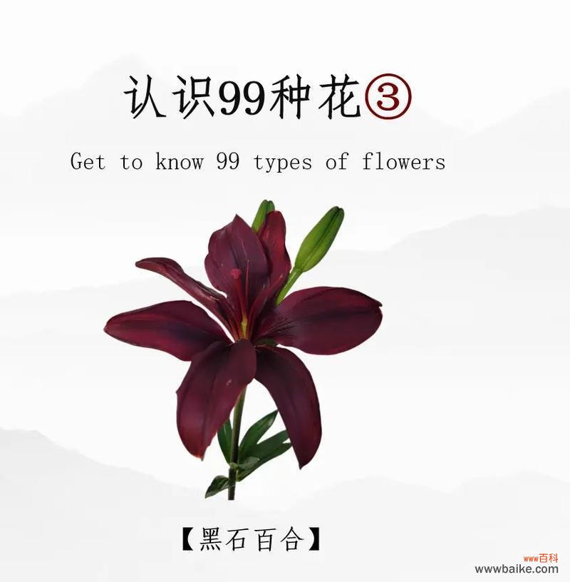 黑百合摇动有何含义？