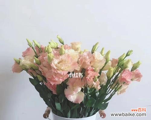 探寻不同色彩的洋桔梗花朵所表达的情感和象征 解读洋桔梗的花语——每种颜色所代表的含义