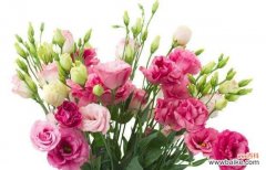 探寻不同色彩的洋桔梗花朵所表达的情感和象征 解读洋桔梗的花语——每种颜色所代表的含义