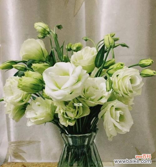 探寻不同色彩的洋桔梗花朵所表达的情感和象征 解读洋桔梗的花语——每种颜色所代表的含义