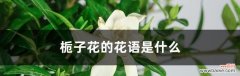 探究栀子花语的文化内涵 栀子花的含义与象征