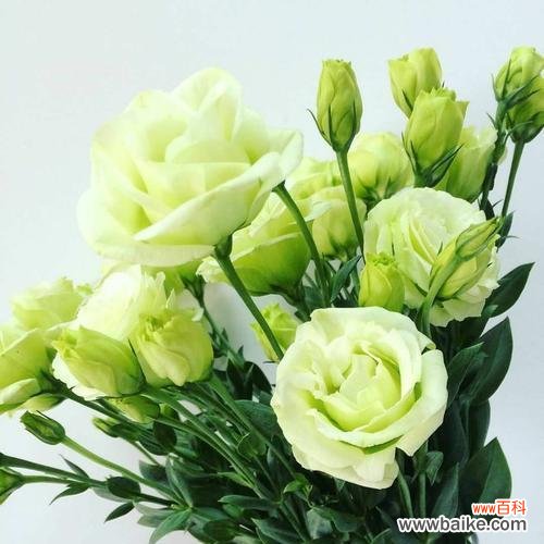 桔梗的种类和寓意，掌握这些才能更好的欣赏它 浅谈桔梗的花语