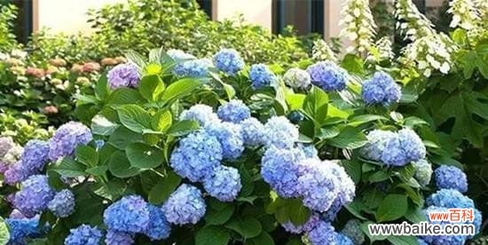 揭秘八仙花的神奇背景及各种象征意义 探寻八仙花的传说和花语含义