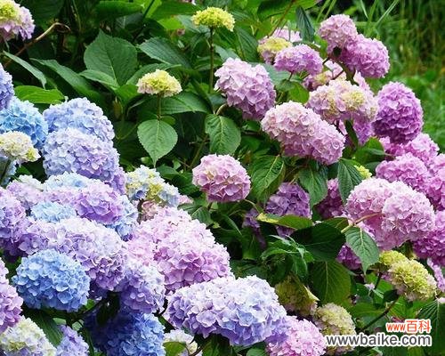 揭秘八仙花的神奇背景及各种象征意义 探寻八仙花的传说和花语含义