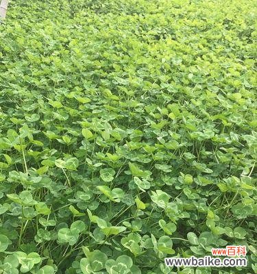 探秘四叶草的神奇魅力，了解它背后的历史和文化传承 四叶草的花语和传说