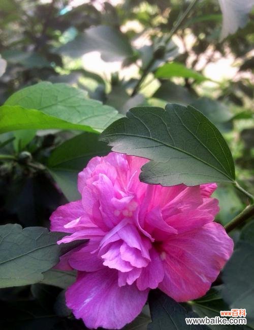 探寻木槿花的文化内涵与美丽意义 木槿花的花语与象征意义