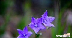 探秘铃铛花的8种含义 铃铛花花语大揭秘