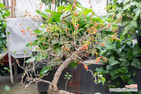 黄芪枸杞红枣泡水喝的功效和禁忌