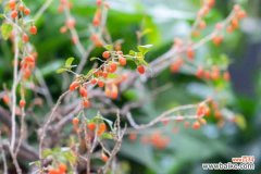 黄芪枸杞红枣泡水喝的功效和禁忌