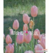 探索郁金香花语的深层意义 郁金香25朵花语-美丽与祝福