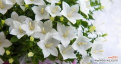 探索桔梗花语中的美好寓意 桔梗花语