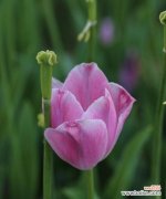 探索郁金香花种植的最佳时机 郁金香花的种植与意义