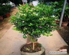 探秘九里香花的隐藏意义 九里香花的花语之谜