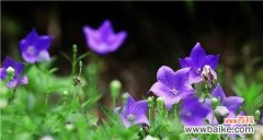 传承千年的桔梗花 桔梗花的花语和传说