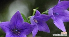 探寻桔梗花的神秘之意 桔梗花的花语和象征