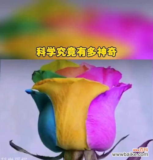 魔术中变出的玫瑰花不同颜色代表什么？每种颜色有何特殊含义？