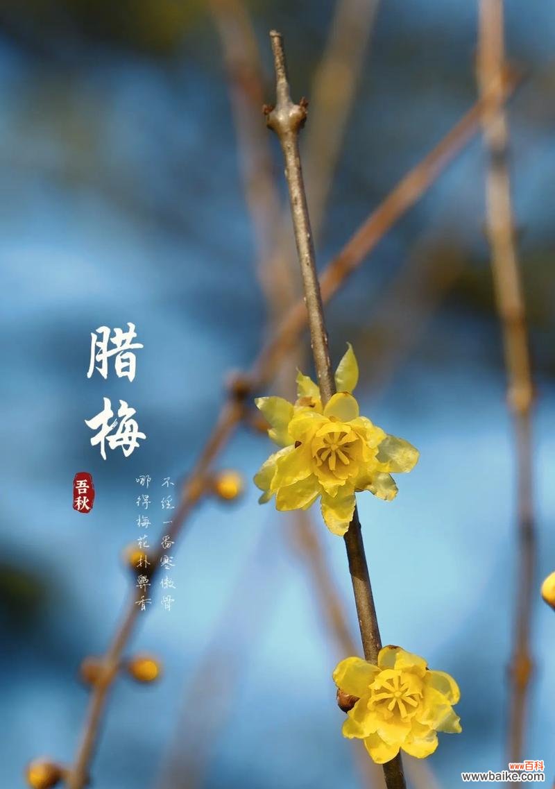 腊梅花的花语是什么？它在冬季送礼时有何特殊含义？