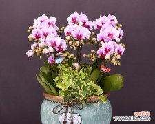 朋友搬家时送盆栽有哪些选择？哪种盆栽最受欢迎？