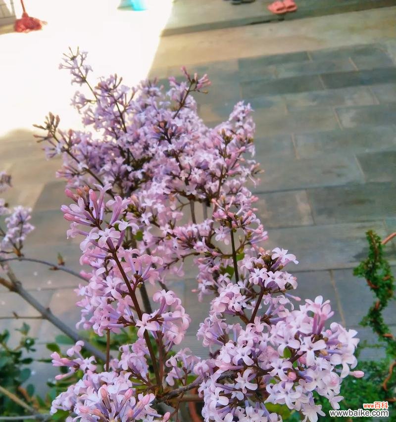 丁香花通常表达什么花语？