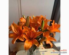 在办公室放置百合花的寓意是什么？