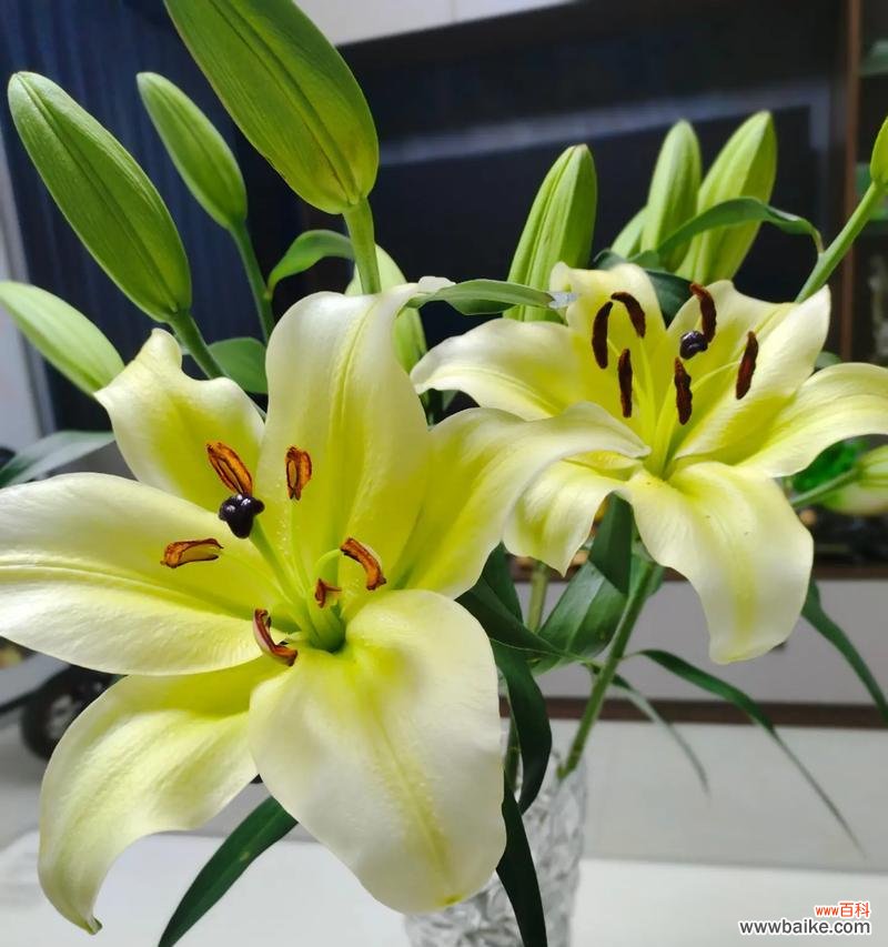 在办公室放置百合花的寓意是什么？