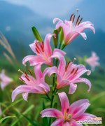 百合花象征着什么？它的意义有哪些？